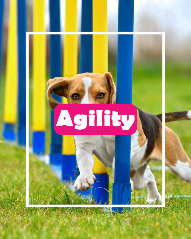 agility canine img